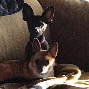 Meet your Posher, Susan